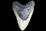 Megalodon Tooth - North Carolina #83990-1